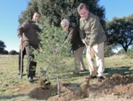 El último árbol de 2011