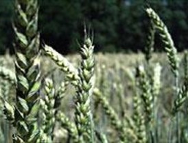 La Universidad de Alcalá recomienda los cereales como fuente de salud