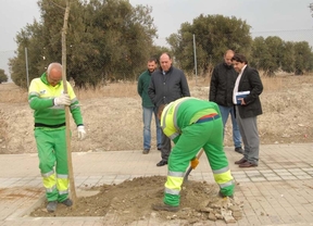 Valdemoro planta más de 450 árboles en el barrio del Hospital