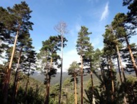 La región acoge 2.720 especies de plantas