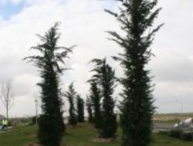 El Ayuntamiento de Alcorcón replantará los abetos de Navidad que recoja