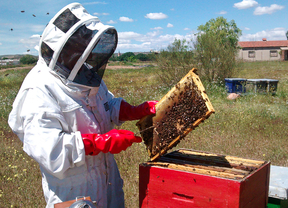 El declive de las abejas hace saltar las alarmas