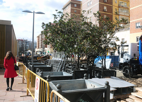 Las obras en Avenida de América acaban con casi todos los magnolios de la zona