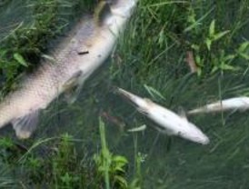 Agentes forestales investigan la aparición de miles de peces muertos en el río Guadarrama