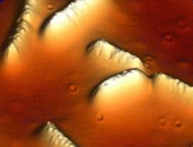 Bacterias eléctricas