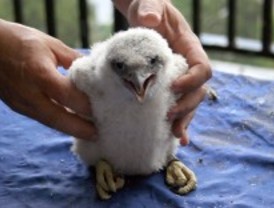 Un gran hermano dedicado a los halcones