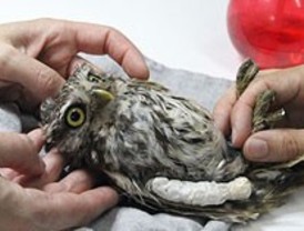 Acupuntura para curar aves rapaces