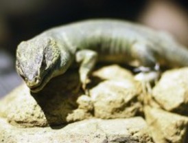 La biodiversidad echa raíces en el Museo Nacional de Ciencias Naturales