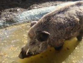 Se abre la veda del jabalí y de la paloma migratoria