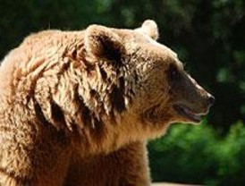 Una exposición mostrará la cara menos conocida del oso pardo