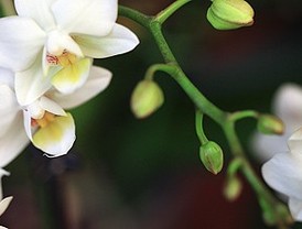 Las orquídeas reinan este fin de semana