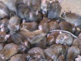 Denuncian la existencia de ratas en el SUMMA de Alcalá