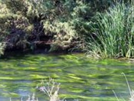 Ruta por las lagunas de Velilla de San Antonio