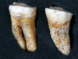 Hallados dos molares de Neandertal en Pinilla del Valle