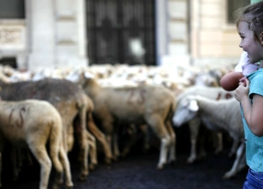 2.000 ovejas merinas cruzan Madrid en la Fiesta de la Trashumancia