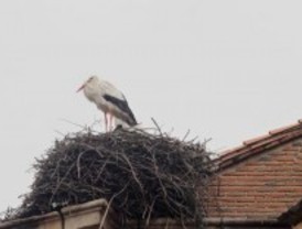 Recuperado un nido de cigüeña blanca en Fresnedillas de la Oliva
