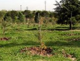 La Comunidad reforesta tres zonas verdes en Sevilla la Nueva