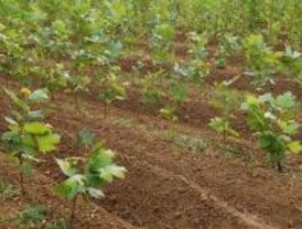 Reparto de 30.000 árboles por la Semana Mundial Forestal