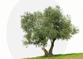 Deoleo quiere trasladar su sede de Rivas a Córdoba