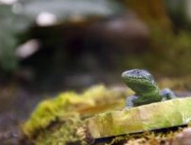 Una exposición gratuita muestra las especies de reptiles propios de nuestro país