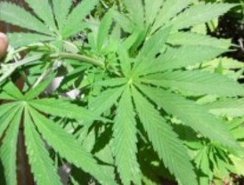 Cannabis para estabilizar pulsaciones