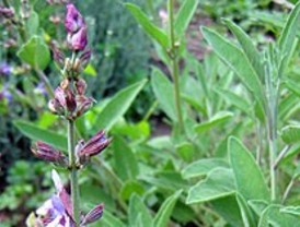 Aplicaciones anticancerígenas de las plantas medicinales