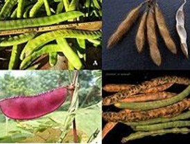 La germinación mejora el valor nutritivo de legumbres tropicales