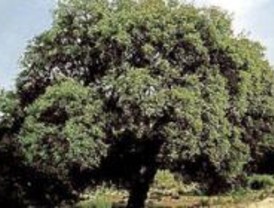 Los 'domingueros' dañan las Dehesas de Cercedilla, según Ecologistas