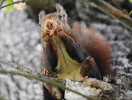 Las ardillas 'reconquistan' el Retiro