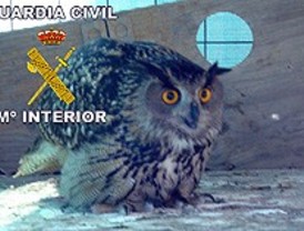 Roba un búho real y una retroexcavadora