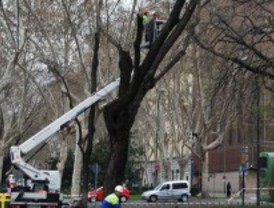Los trabajos de poda y conservación de árboles obligan a cortar varias calles esta semana