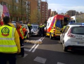 Fallece atropellada una anciana