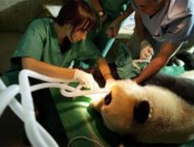 La panda del Zoo podría estar embarazada