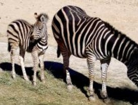 Una cebra es la nueva inquilina del Zoo