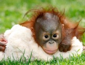 La cría de orangután del zoo se llama Boo