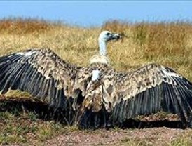 Madrid envía 25 buitres leonados para repoblar Sicilia