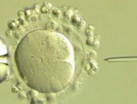 Madrid es la autonomía donde más fecundaciones 'in vitro' se realizan