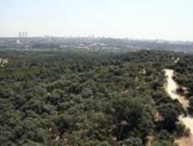 Ecologistas en Acción denuncia la muerte de los árboles plantados en período electoral