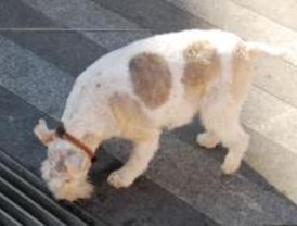 Las asociaciones avisan del aumento de animales abandonados