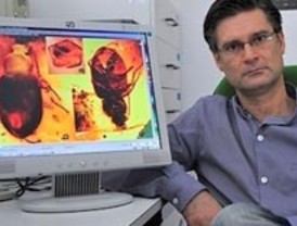 Descubren una nueva especie de escarabajo