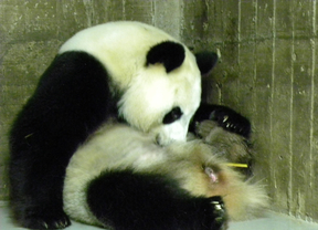 Nace un oso panda gigante en el Zoo