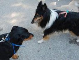 Los perros podrán ir más tiempo sueltos por los parques