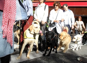 Perros guía reivindican en Madrid su derecho a acceder con normalidad a los lugares y servicios públicos