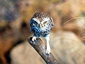 Casi 7.000 personas han visitado ya la exposición 'Madrid + Natural'