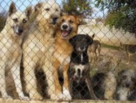 Un clic de ratón puede ayudar a un perro