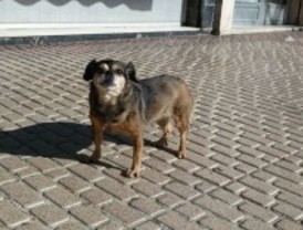 Multas de hasta 30.000 euros por maltratar a un animal