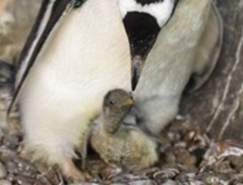 Faunia da la bienvenida a los primeros pingüinos de la primavera