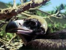 Medio Ambiente premia al Centro de Fauna y Recuperación de Animales Salvajes de Navas