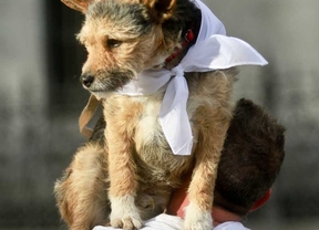 La campaña contra la rabia prevé vacunar a 70.000 mascotas