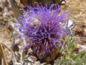 La UPM desarrolla una técnica para producir papel con la flor del cardo